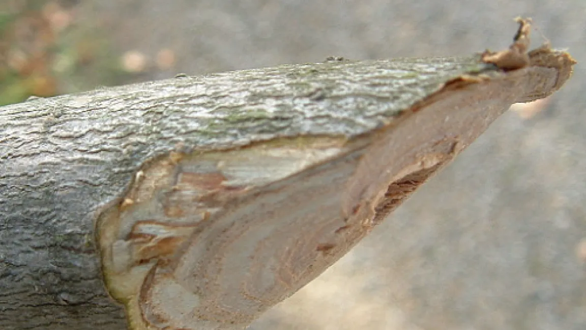 Verfärbungen im Bereich der Gefäße eines Ulmen-Asts durch den Welkepilz.
	Quelle: Prof. Dr. Hartmut Balder