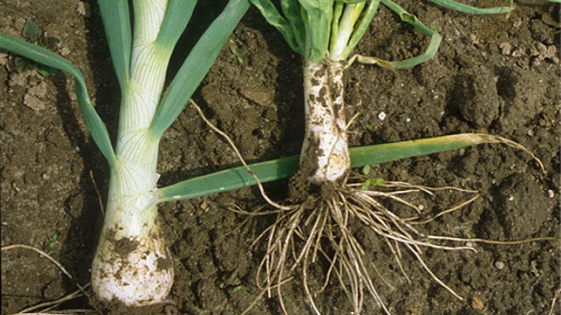 Verformte Zwiebel durch Viren (rechts).
Quelle: H.Josef Vetten, BBA