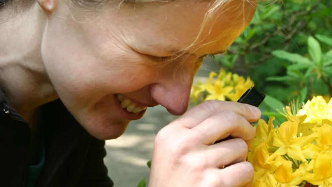 Annelie Dau, Wildartenspezialistin, beim Verifizieren
Quelle: Genbank Rhododendron