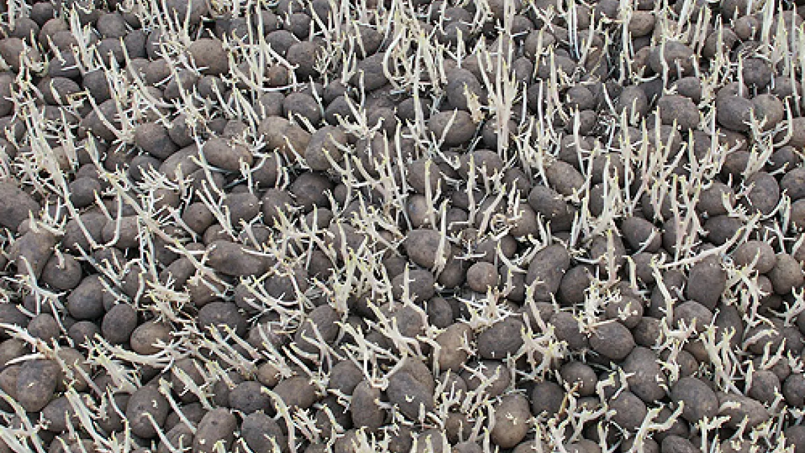 Verkeimte Kartoffeln sind in allen Verwertungsrichtungen ein Qualitätsmangel.
	Quelle: Dr. Rolf Peters, Versuchsstation Dethlingen