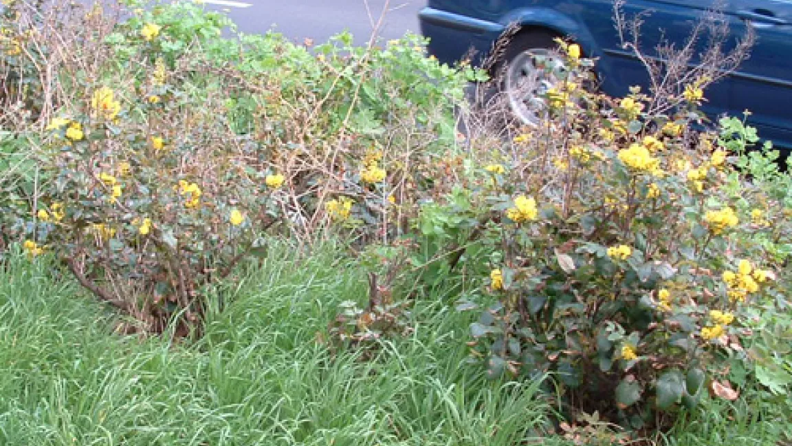 Verschandelte Bürgersteigrabatte, trotz Ziergehölzen
	Quelle: H. Balder.