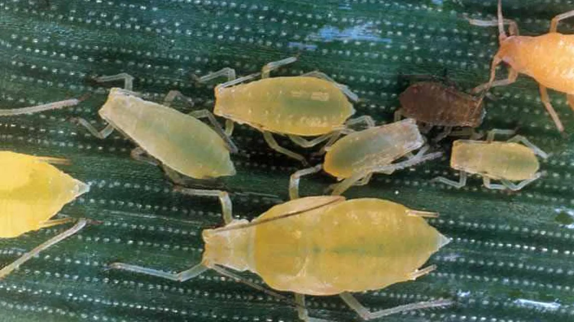 Verschiedene Entwicklungsstadien der Bleichen Getreideblattlaus.
Quelle: Bayer CropScience