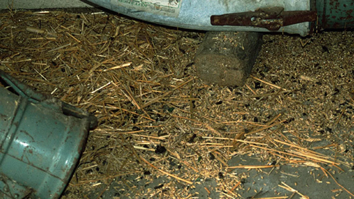 Verschmutzung von Getreide durch Rattenkot.
Quelle: Dr. Pelz, BBA.