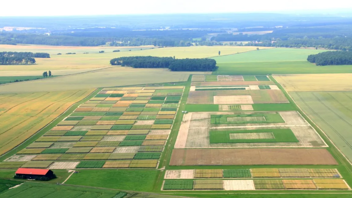 Der Dauerversuch des Julius Kühn-Instituts im brandenburgischen Dahnsdorf, 50 Kilometer südwestlich von Berlin. Foto: Baier