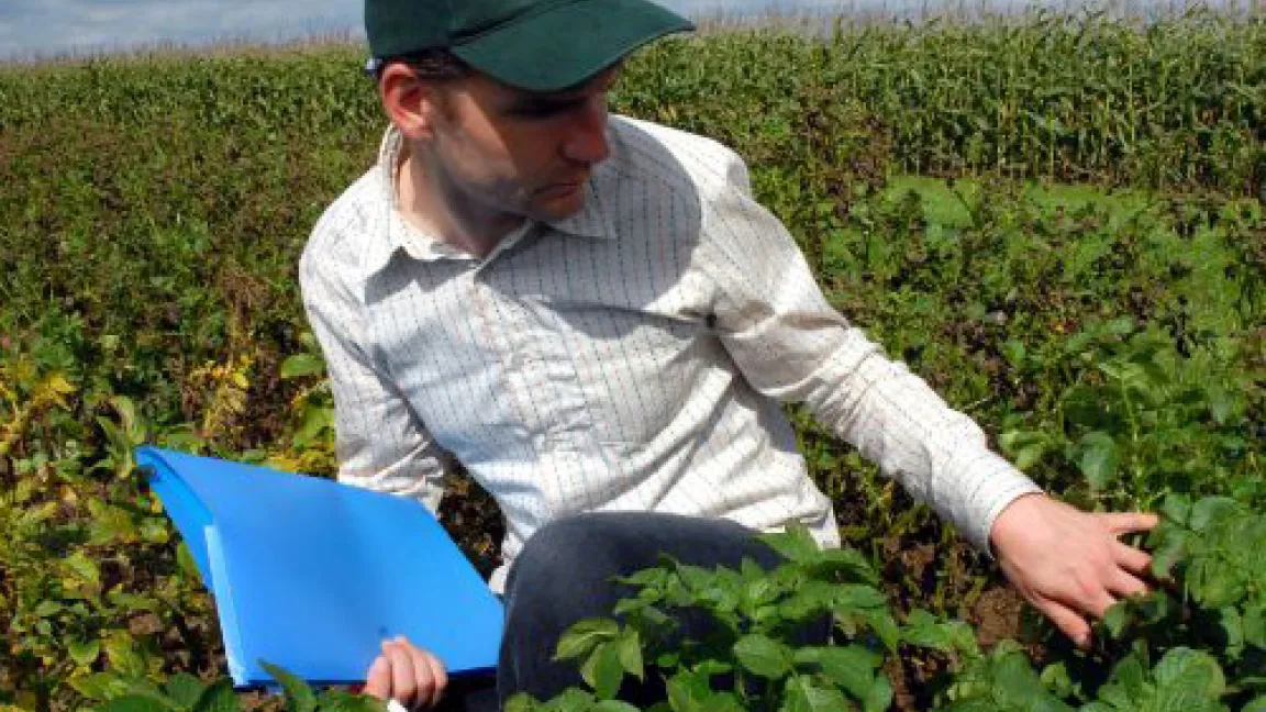 Versuchsfeld mit genoptimierten Kartoffeln.
	Quelle: BASF Aktiengesellschaft