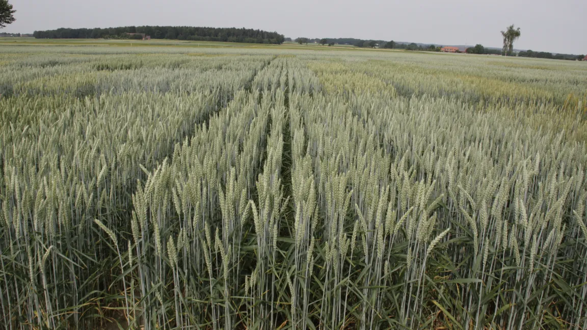 Aber erst im Freiland zeigen sich die Wechselwirkungen von genetsicher Veranlagung und Umwelt. Foto: Angelika Sontheimer