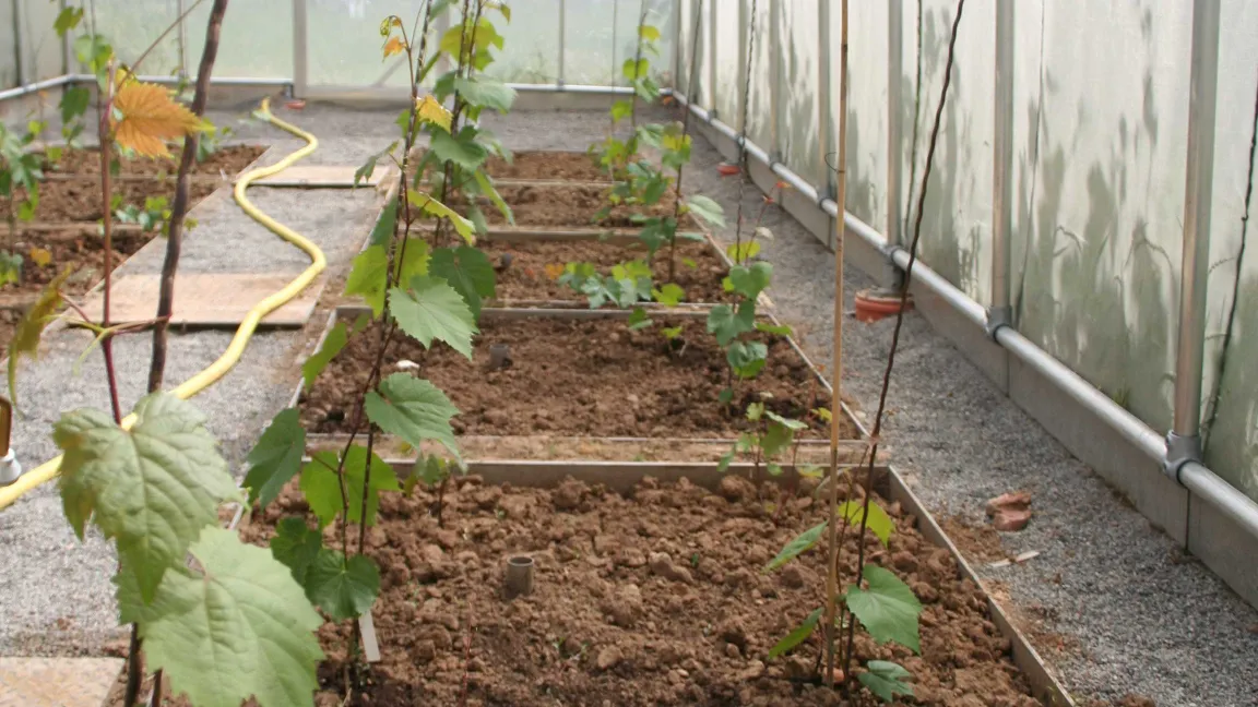 Versuchspflanzen im Gewächshaus. Foto: RLP AgroScience GmbH.