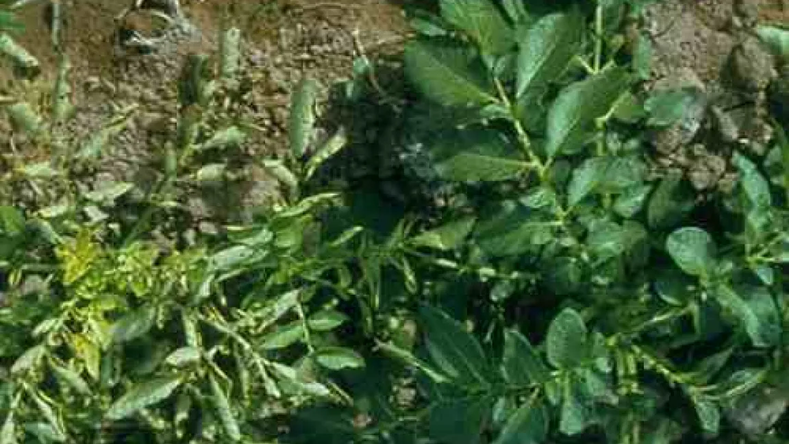 Virusbefallene Kartoffelpflanzen (links), rechts gesunde Pflanzen
	Quelle: Agroslide, BASF.