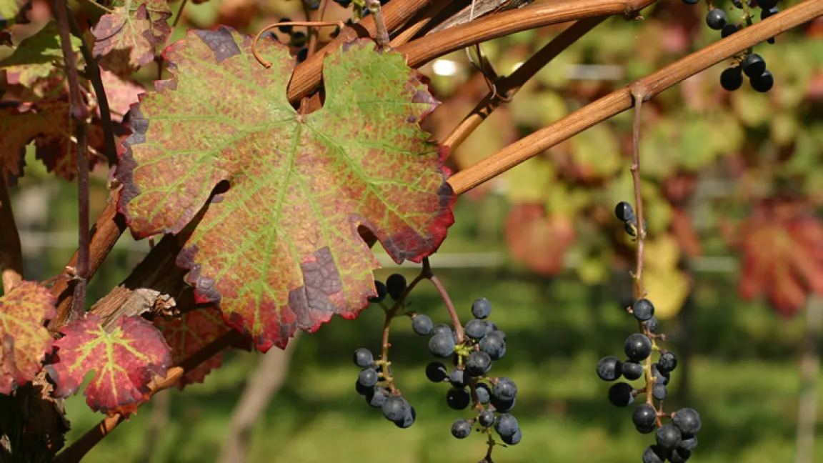 Vitis sylvestris ist als Wildrebe der Vorfahre unserer Kulturrebe. Ihre Beeren sind blau, klein und wenig saftig. Der Wein ist dunkelrot und fruchtig. Man findet die Wildrebe an Waldrändern und Flussufern. Quelle: Julius Kühn-Institut, Institut für Rebenzüchtung Geilweilerhof