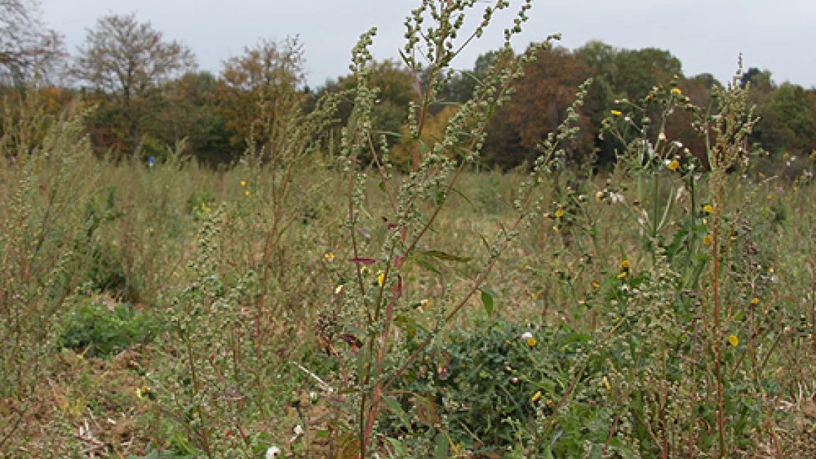 Völlig verunkrauteter Acker, auf dem man die hochgewachsenen Melden gut erkennen kann. Alle Melden blühen und nächstes Jahr wird es hier eine richtige Meldenplage geben.
	Quelle: Seuser