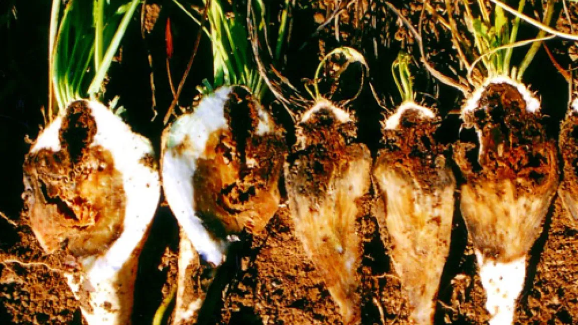 Vom Rübenkopfälchen geschädigtes Rübengewebe ebnet Bodenpilzen den Weg in das Innere der Rüben, die Folgen sind verheerend.
Quelle: Christian Heinrichs