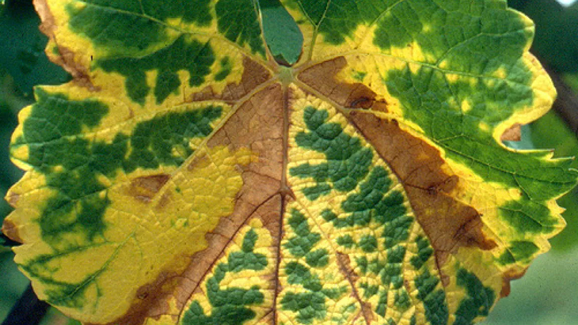 Von der Schwarzholzkrankheit befallenens Weinblatt.
Quelle: Dr. Michael Maixner, JKI Bernkastel-Kues