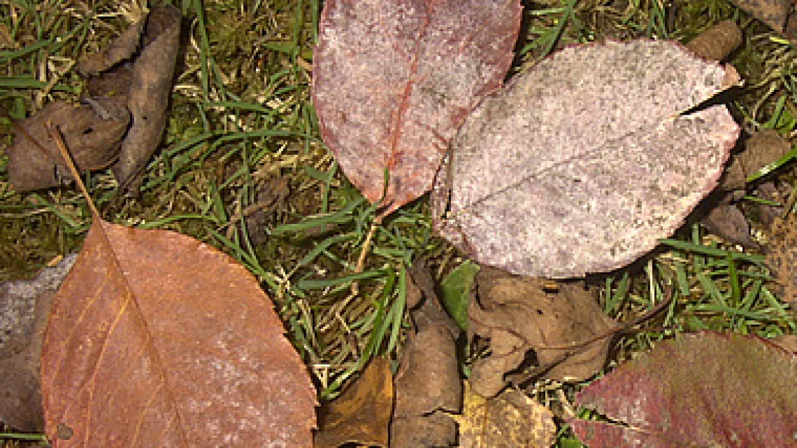 Von Mehltau befallene Blätter der Felsenbirne.
Quelle: Digitale Zeiten GmbH