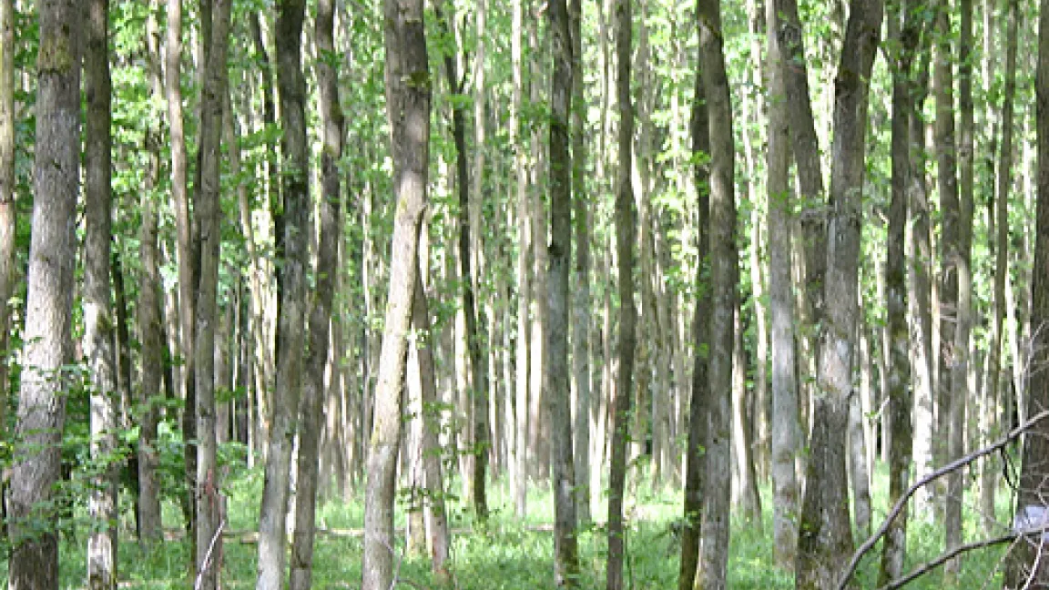 Wald
Quelle: agrar-press.