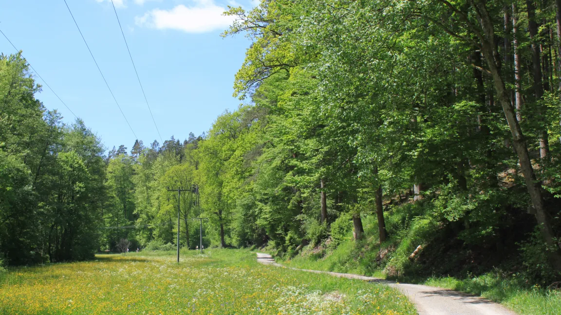 Die Landesforstverwaltungen der Bundesländer überprüfen jährlich den Zustand der Wälder. Foto: Fotolia