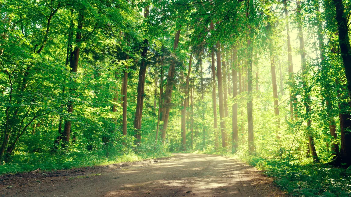 Der Frühlingsanfang verlockt zu einem Waldspaziergang. Foto: Fotolia
