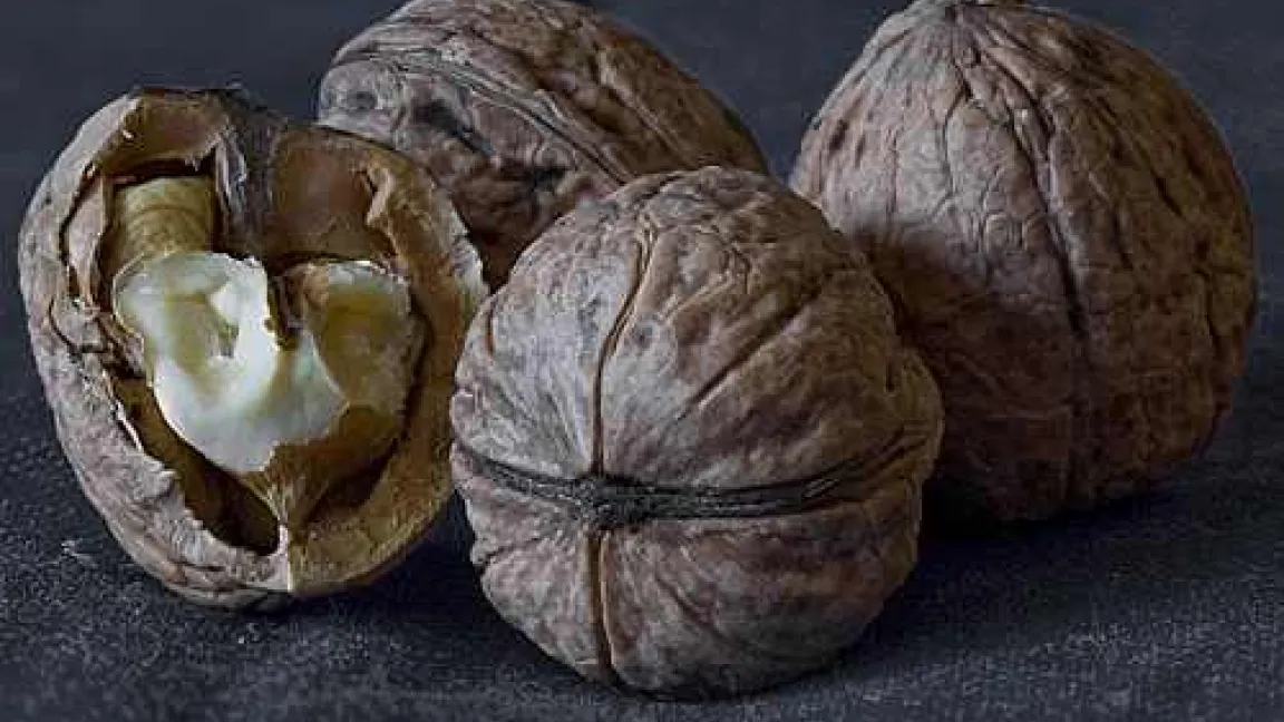 Walnüsse mit einem Umfang bis zu 10 cm – keine Ausnahme - und gesundem, hellem Fruchtfleisch, geerntet im Oktober im Rhein-Main-Gebiet.
Quelle: R. Gutsch