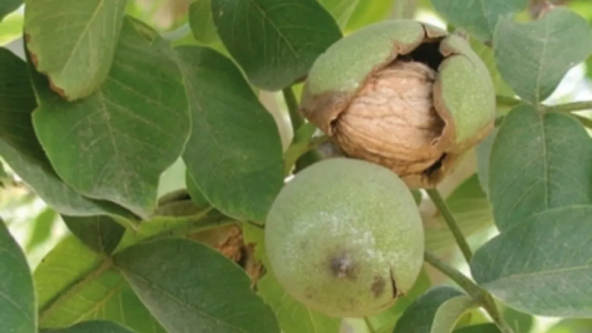 Wenn die Walnuss reif wird, reißt die grüne Schale auf und die hellbraune Nuss fällt zu Boden. Foto walnuss.de