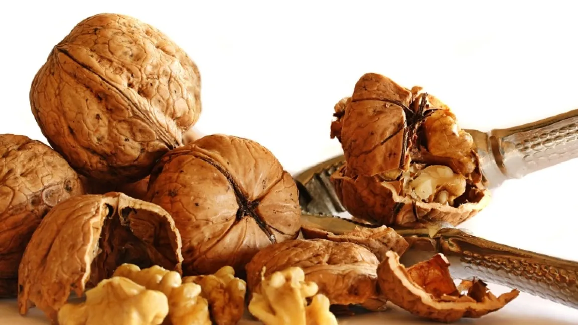 Harte Schale, leckerer Kern – die Walnuss. Foto BirgitH / Pixelio