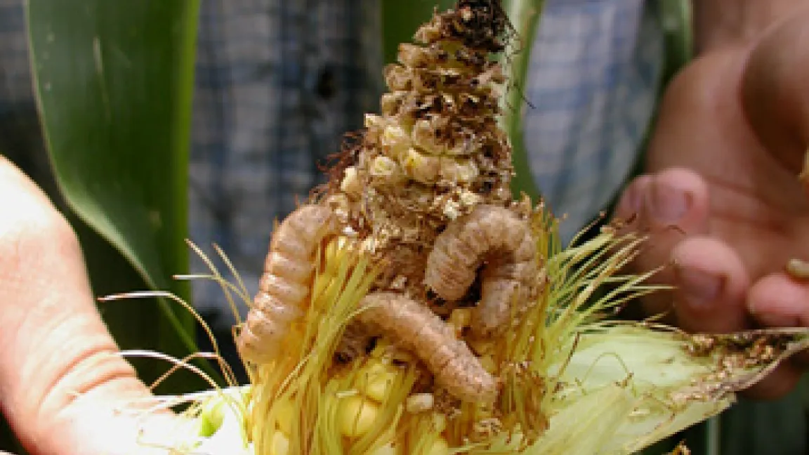 Raupen des Western Bean Cutworm Foto: Darreel Bruggink
