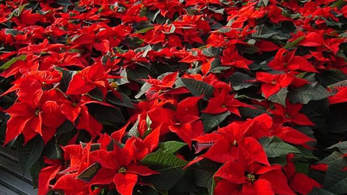 Weihnachtssterne werden überwiegend in großen Spezialbetrieben produziert. Quelle: Günter Kortmann, Landwirtschaftskammer Nordrhein-Westfalen