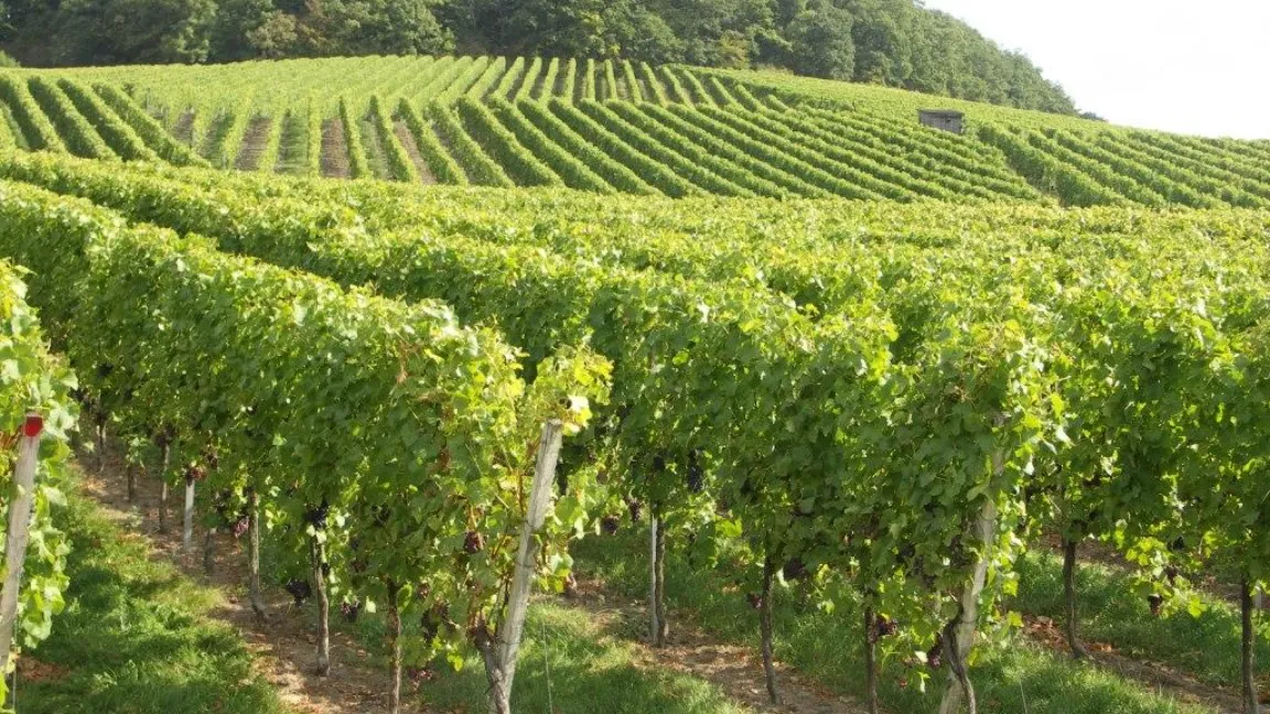 Gesunde Weinreben – Kupferpräparate schützen vor Pilzkrankheiten. Foto: Matthias Wiedenau