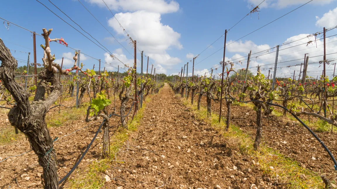 Welche Art Reberziehung ist die richtige? Foto: Fotolia