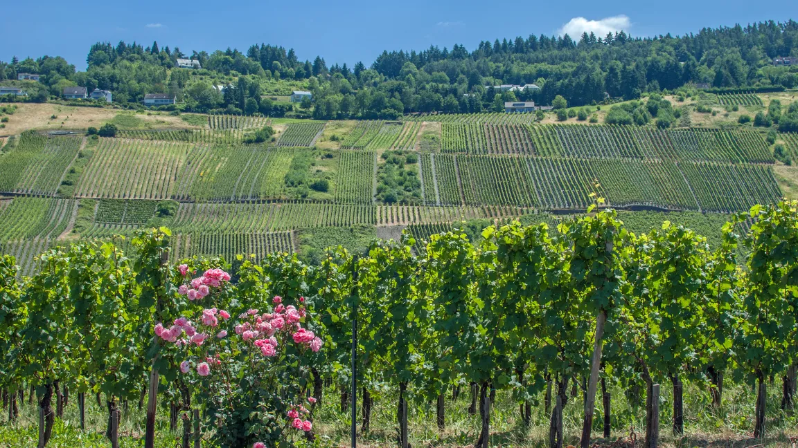 Besonders große Artenvielfalt ist in den Weinbergen in Steillagen zu finden. Foto: Fotolia