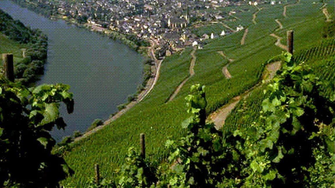 Weinberge an der Mosel.
	Quelle: BASF AgroSlide