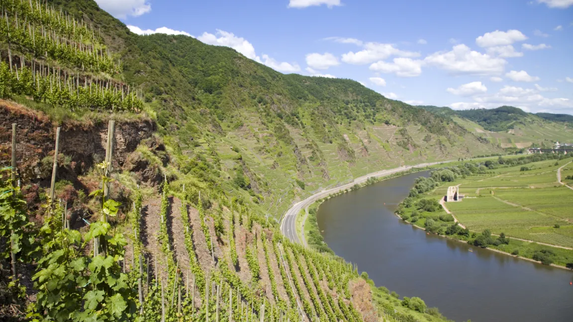 .............. in den Steillagen der Weinberge entwickelt.
Foto: iStockphoto