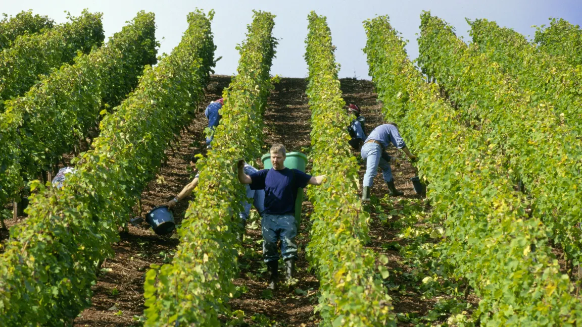 Die Lese 2011 begann bei beständigem Wetter ein bis zwei Wochen früher als in Normaljahren. Foto: www.deutscheweine.de