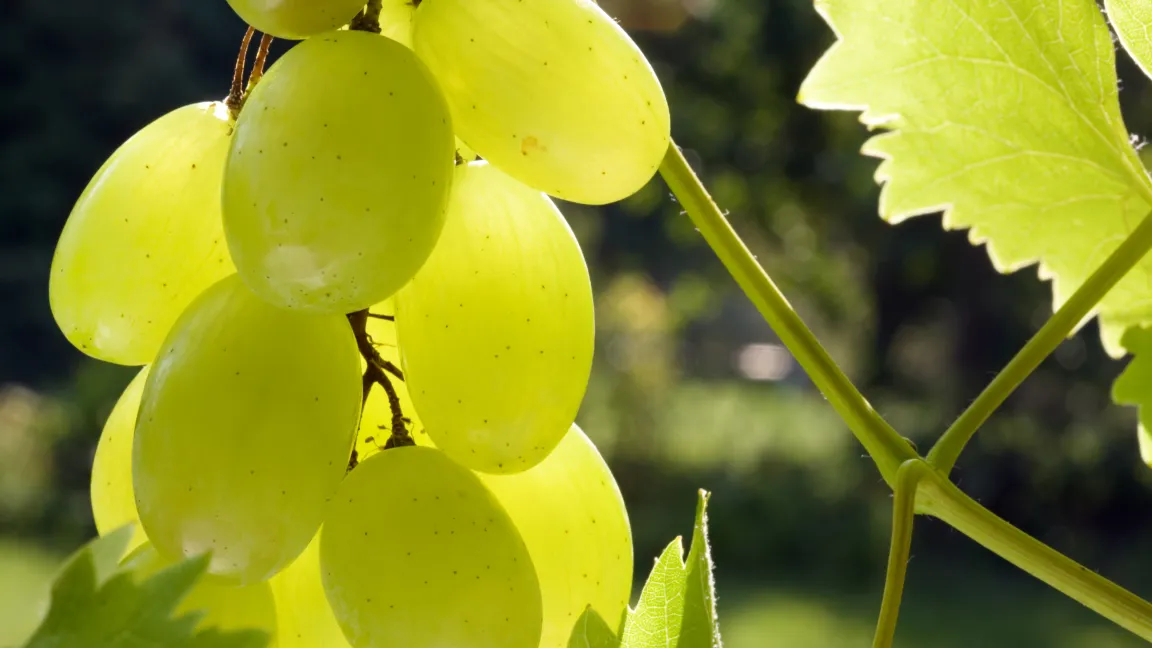 Von der Sonne verwöhnte Trauben...... Foto: adpic