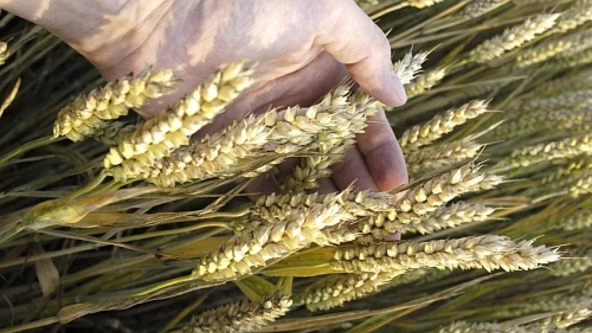 Weizen - Basis für zahlreiche Nahrungsmittel.
	Quelle: adpic Bildagentur