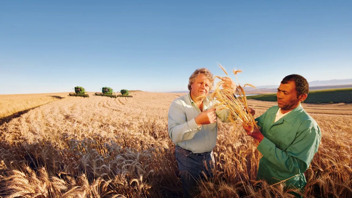 Weizen ist neben Reis die wichtigste Nahrungspflanze weltweit. Foto Bayer CropScience