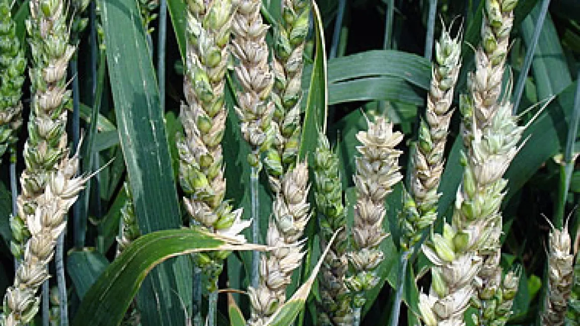 Weizenbestand mit Fusarien-Pilzen befallen
	Quelle: FAL, Braunschweig.