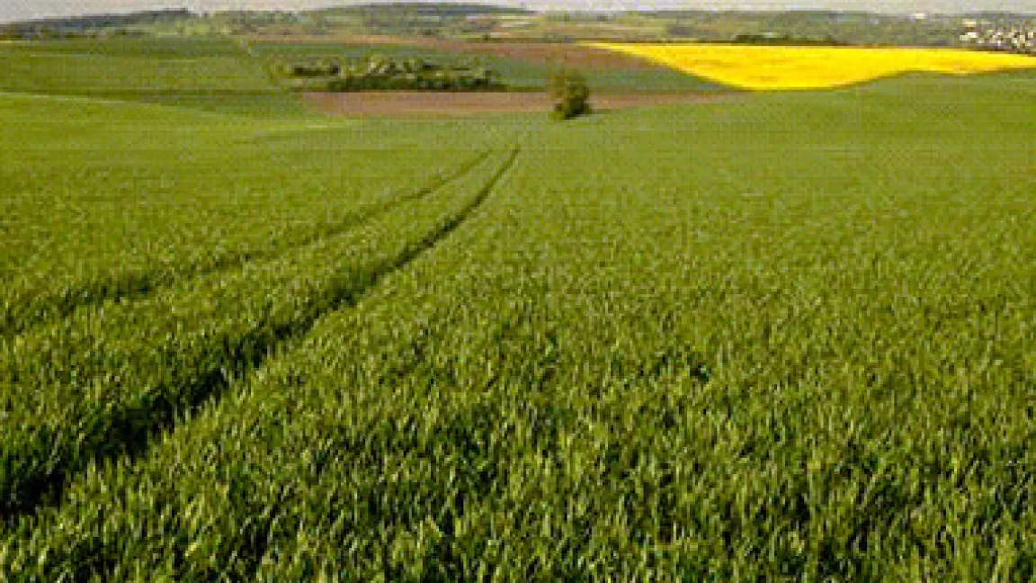 Weizenfeld.
	Quelle: BASF AgroSlide