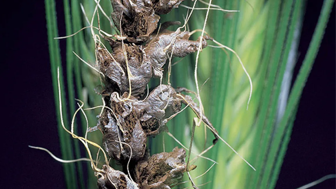 Weizenflugbrand- eine der gefährlichsten pilzlichen Erkrankungen, wenn nicht gebeizt wird.
	Quelle: Bayer CropScience