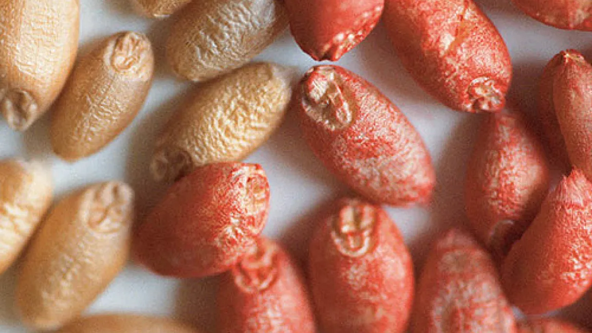 Weizenkörner: links ungebeizt, rechts gebeizt.
	Quelle: Bayer CropScience