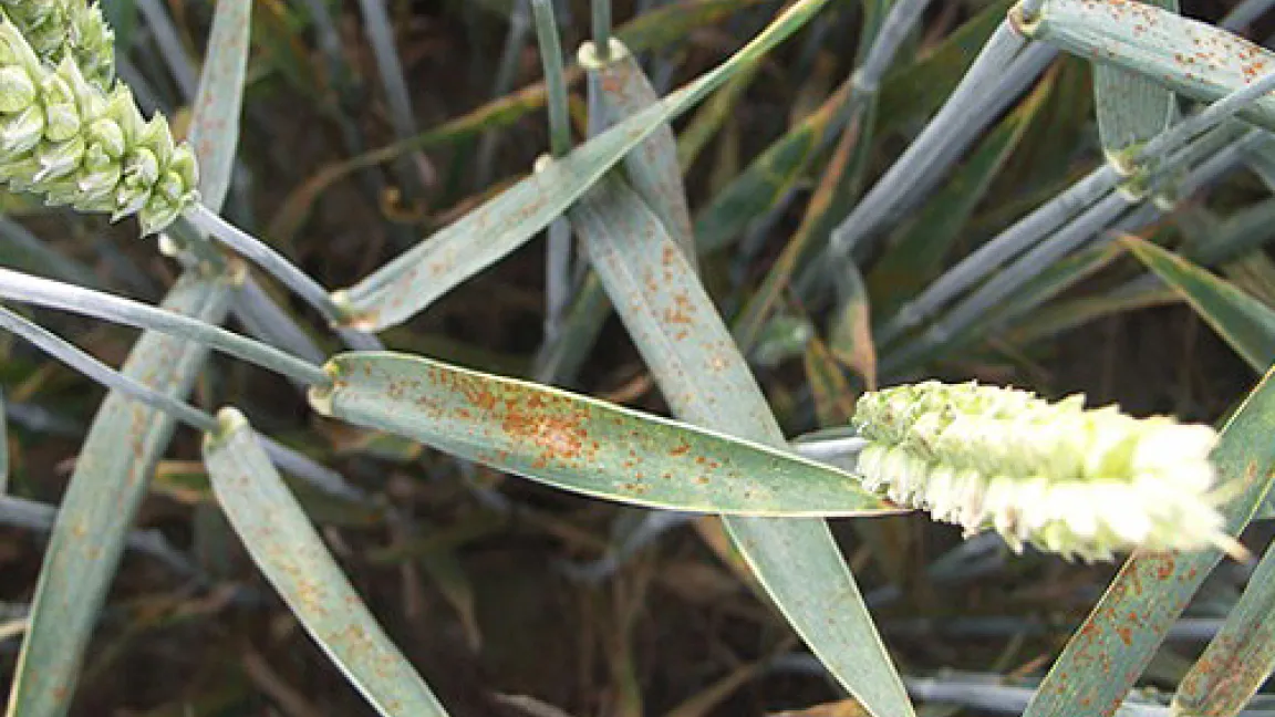 Wenn Braunrost die obersten Blätter befällt, kostet das Ertrag.
	Quelle: Wiedenau