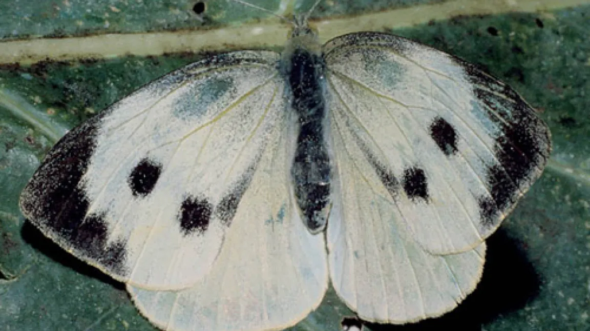 Wenn viele dieser hübschen Falter die Kohlköpfe heimsuchen ...
Quelle: Bayer CropScience