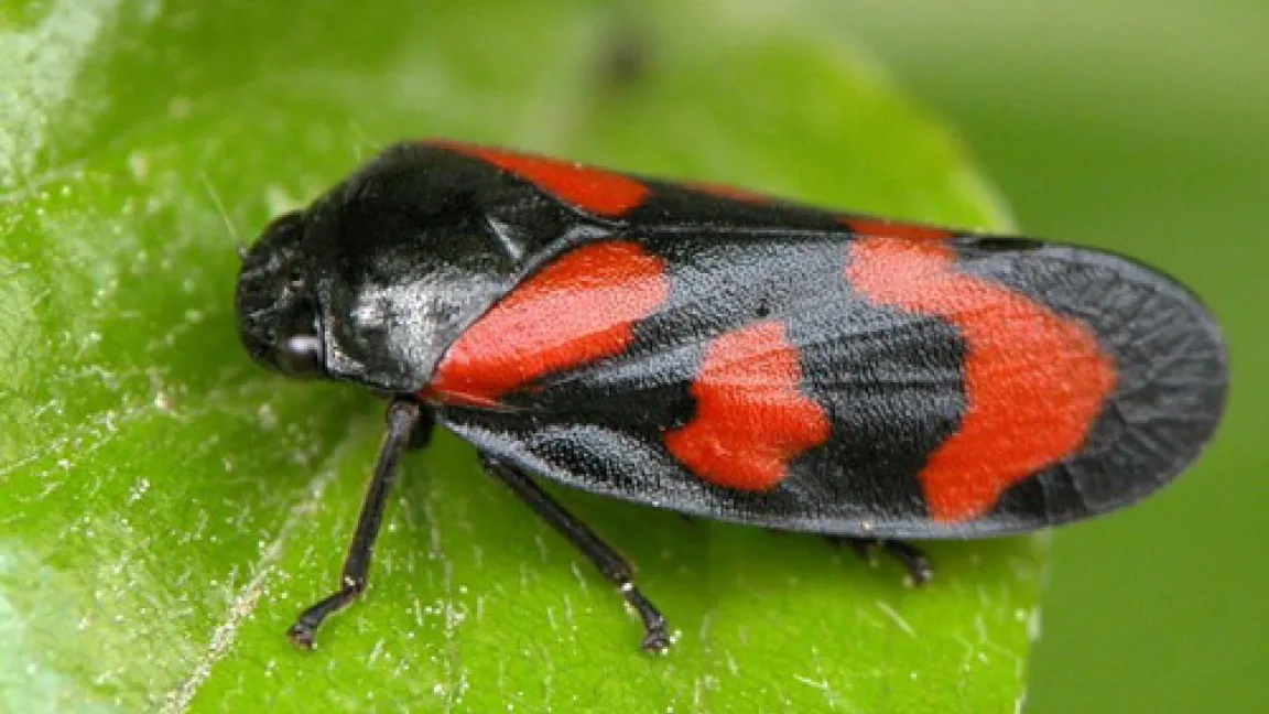 Wie alle Zikaden legt die Blutzikade die Flügel dachförmig zusammen.
Quelle: Julius Kühn-Institut