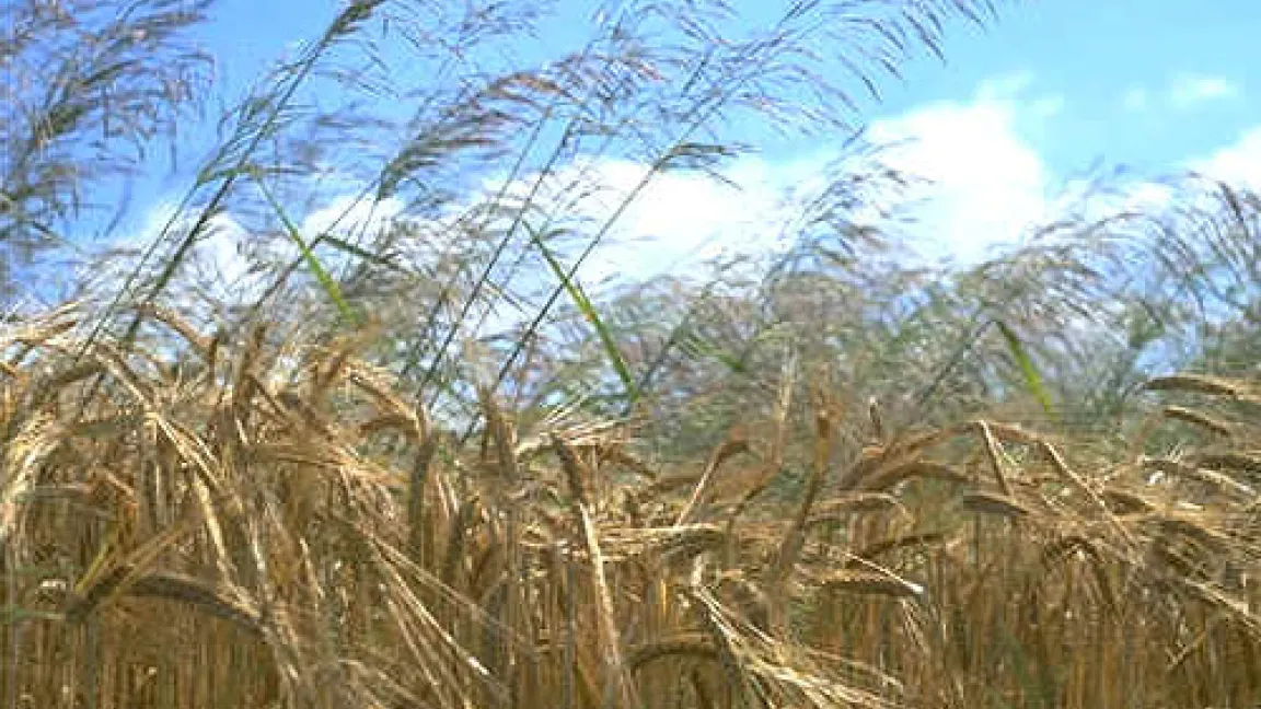 Windhalm in Wintergerste
Quelle: BASF AgroSlide.