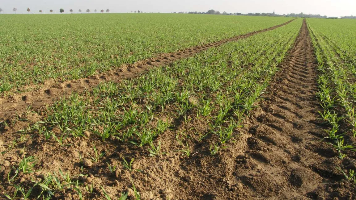 Getreide entwickelt sich besser und gesünder, wenn das Saatgut mit Pflanzenschutzmitteln gebeizt wird. Foto: Matthias Wiedenau