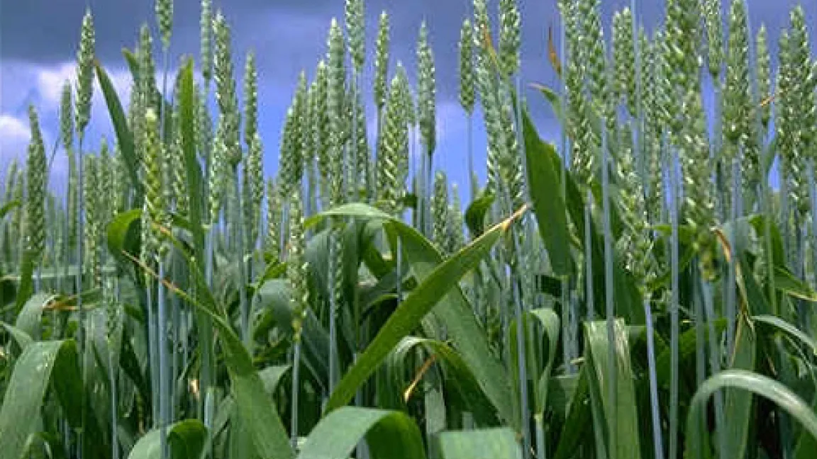 Winterweizen
	Quelle: AgroSlide, BASF.