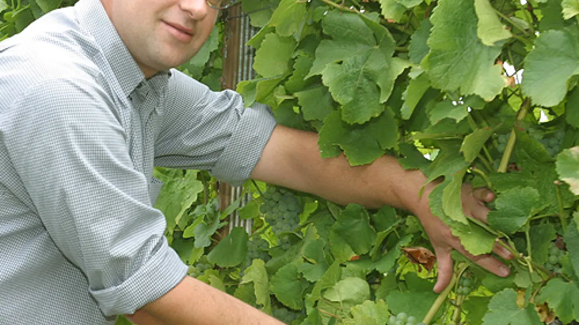 Winzer Andreas Scherr präsentiert seine gesunden Trauben.
Quelle: Andreas Scherr