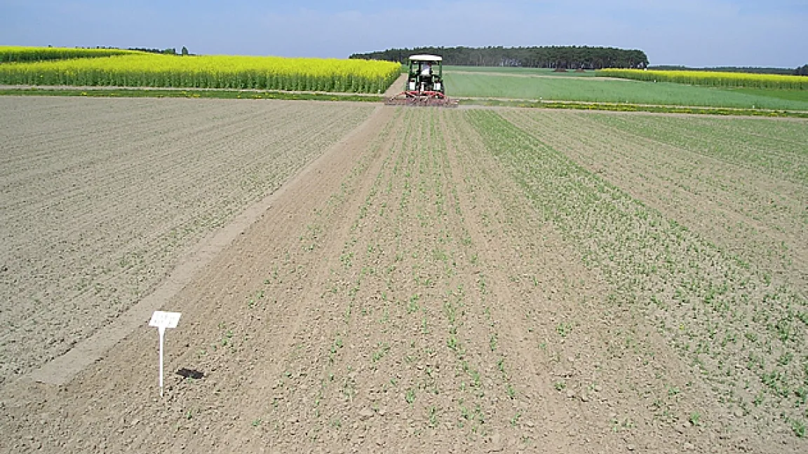 Wirkung des Unkrautstriegels in Erbsen. Hinter dem Schlepper wurde bereits gestriegelt, direkt rechts daneben noch nicht.
Quelle: Schwarz