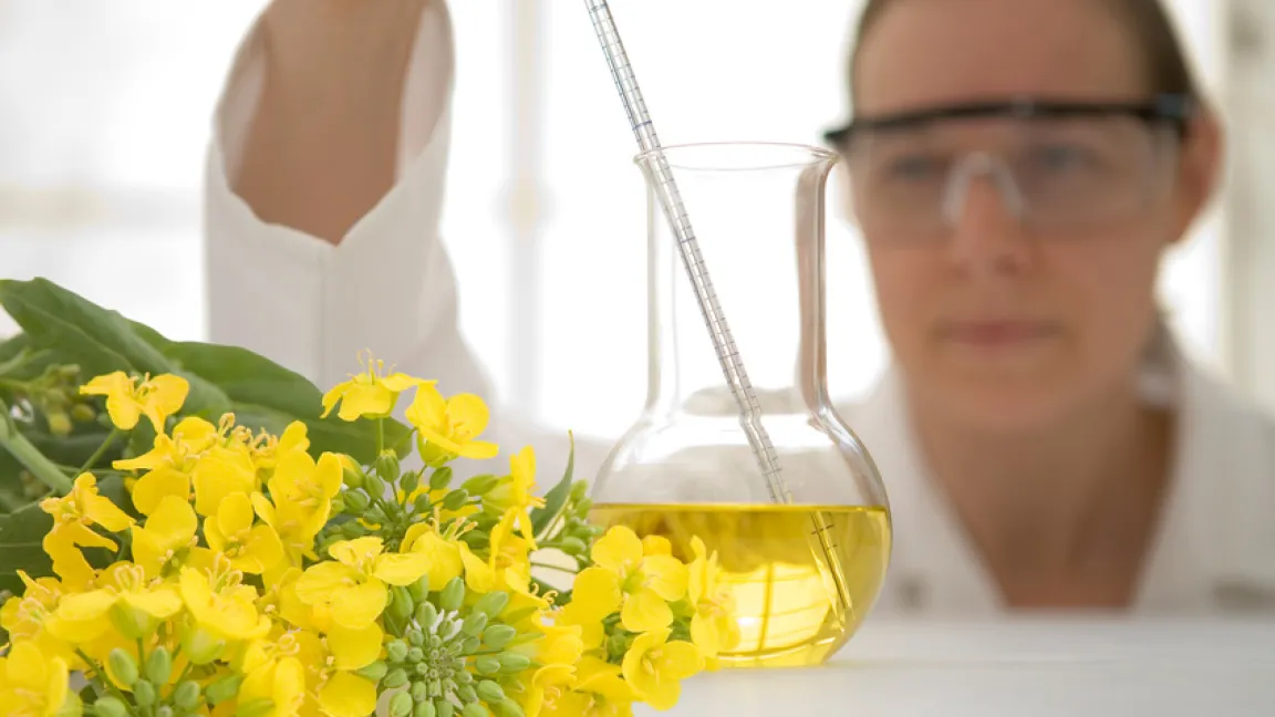 Wissenschaftlern ist nunmehr die Entschlüsselung des Raps-Genoms gelungen. Foto: Fotolia