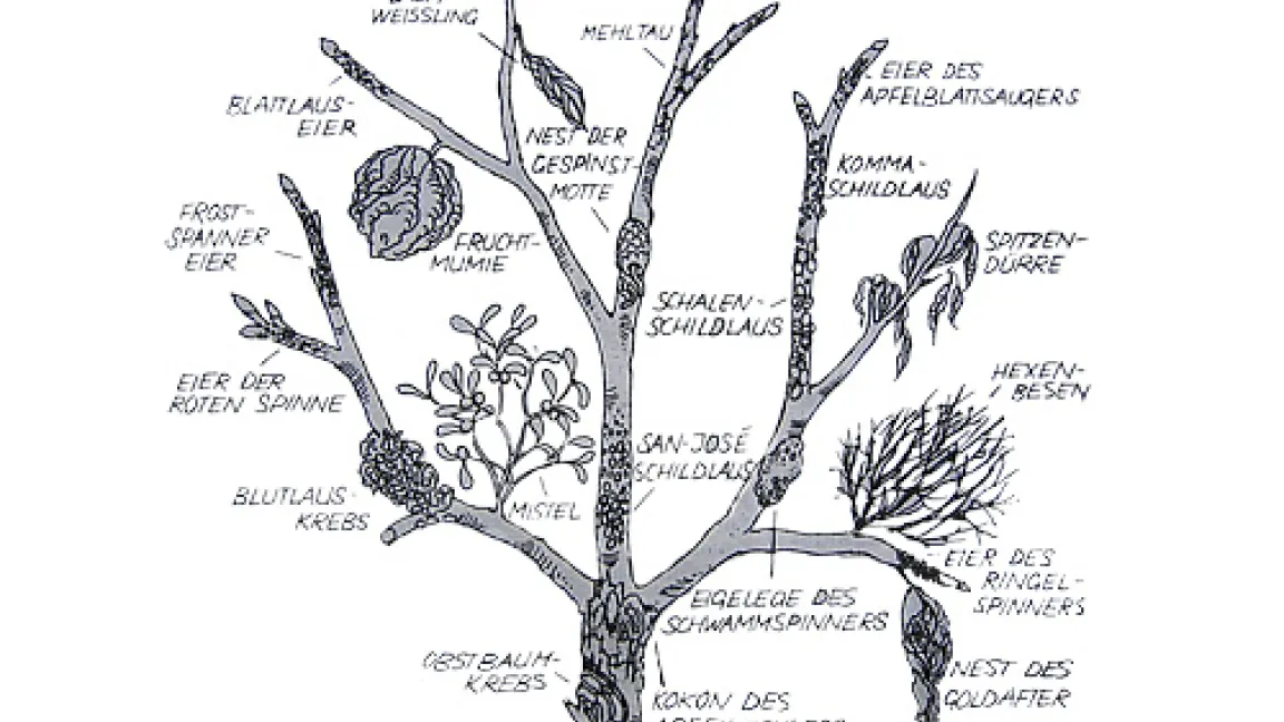 Wo überwintern welche Schädlinge?
Quelle: Ilse Jaehner