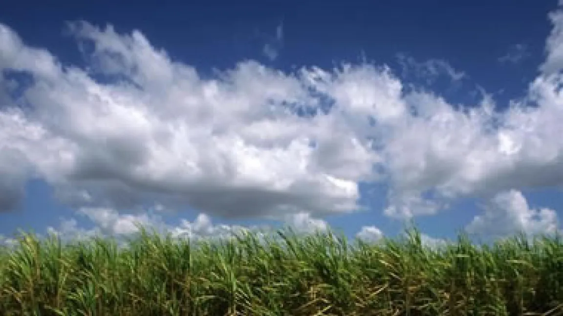 Wolken über Zuckerrohrfeld
	Quelle: dpa