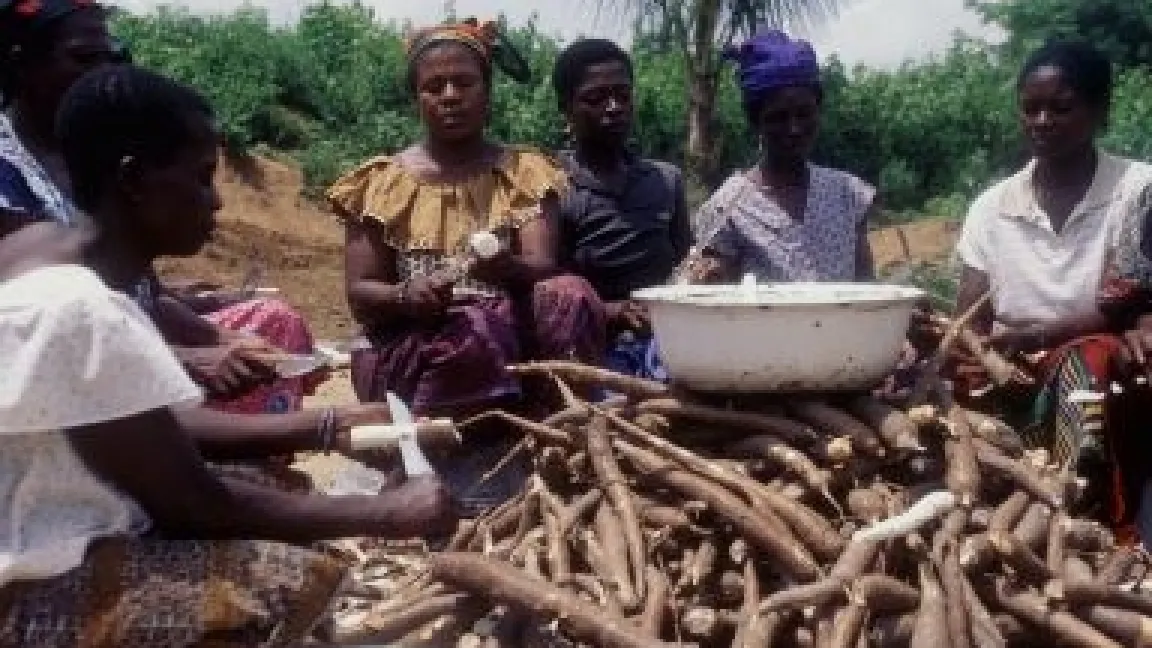 Frauen mit Cassava-Knollen. Auch hier wird der Anbau von gv-Cassava getestet. Foto: Danfourthcenter